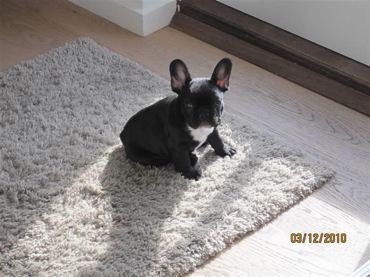 Fransk bulldog Ollundbjerg Dres Bomstærk - Dres nyder en plet i solen billede 2