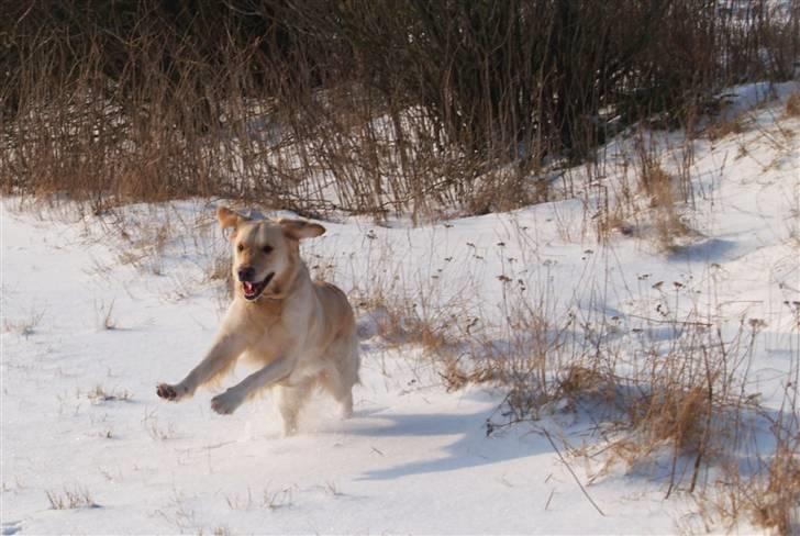 Golden retriever Nova - Vinteren 2010/2011 billede 16