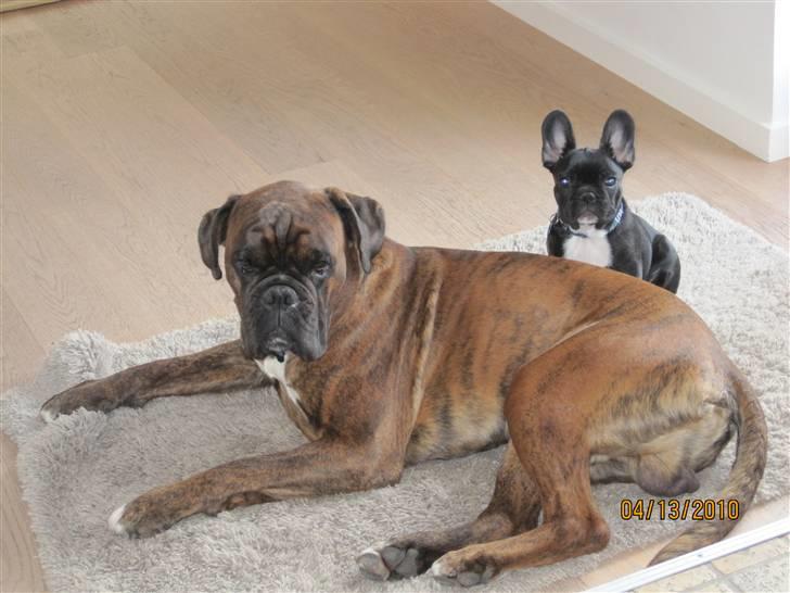 Fransk bulldog Ollundbjerg Dres Bomstærk - Dres med sin bedste ven Amos billede 3