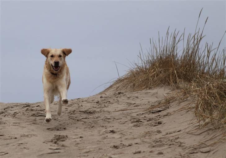 Golden retriever Nova billede 17