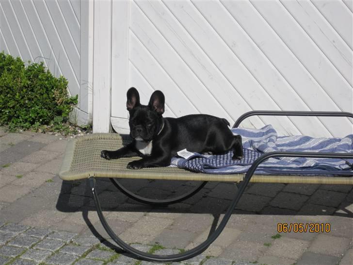 Fransk bulldog Ollundbjerg Dres Bomstærk - Sol og sommer 2010 billede 4