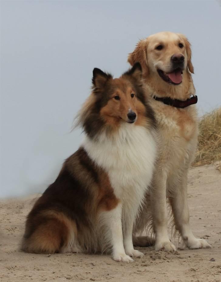 Golden retriever Nova - Nova og Dixie.. no comment just perfect.. ;) billede 18