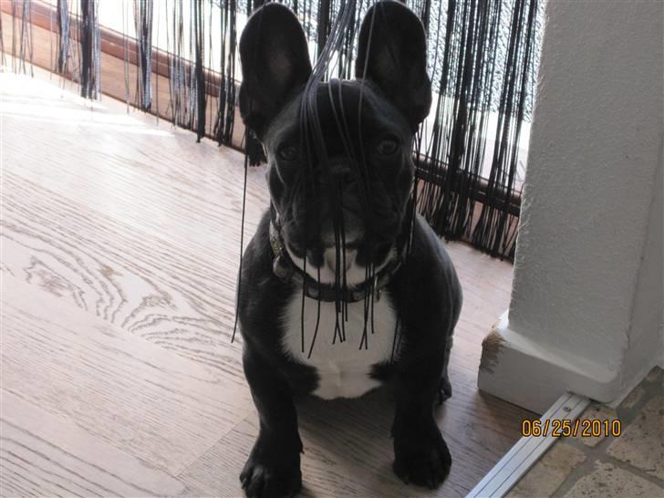 Fransk bulldog Ollundbjerg Dres Bomstærk - Juhu kan i finde mig? billede 5