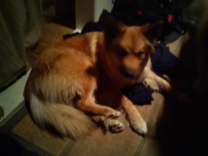 {{currentPhoto.altText}} billede {{currentPhoto.number}}