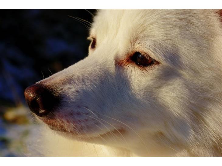 Japansk spids Grazy Daisy - R.I.P. :'( <3 billede 1