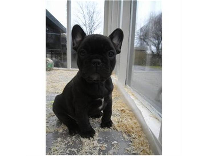 Fransk bulldog Carla - Er det godt nok mor :)) billede 1