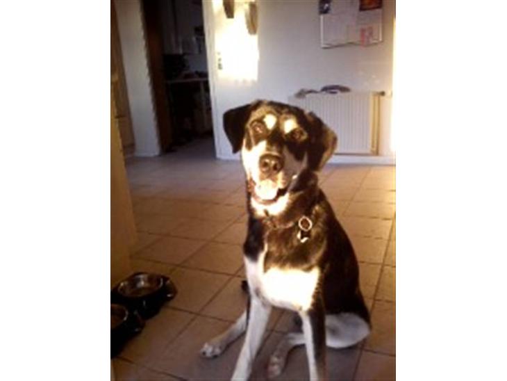 {{currentPhoto.altText}} billede {{currentPhoto.number}}