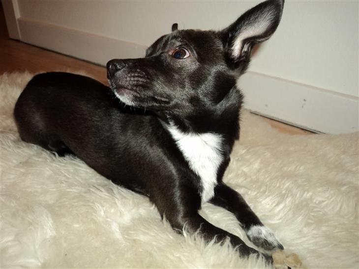 Blanding af racer Milus - er kemaraet der oppe billede 1