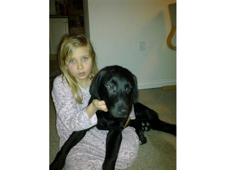 Labrador retriever Laban R.I.B billede 1