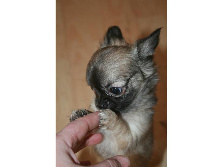 Chihuahua Bim Bim (Lulu (2010-2011) billede 1