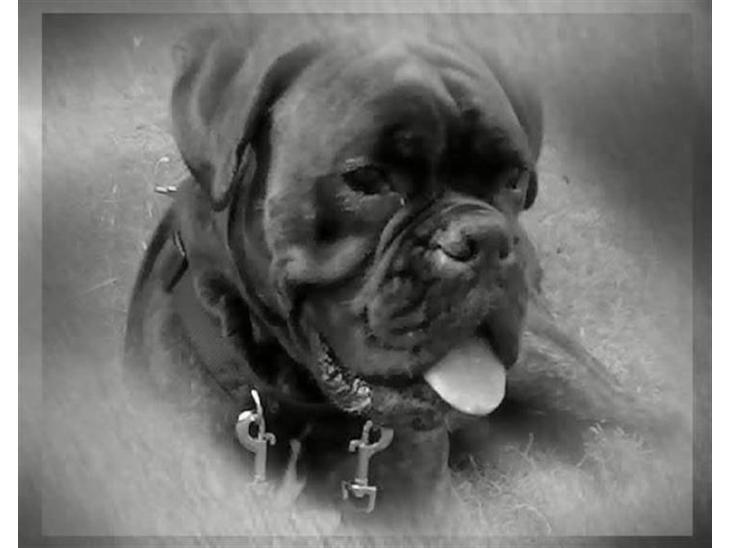 {{currentPhoto.altText}} billede {{currentPhoto.number}}