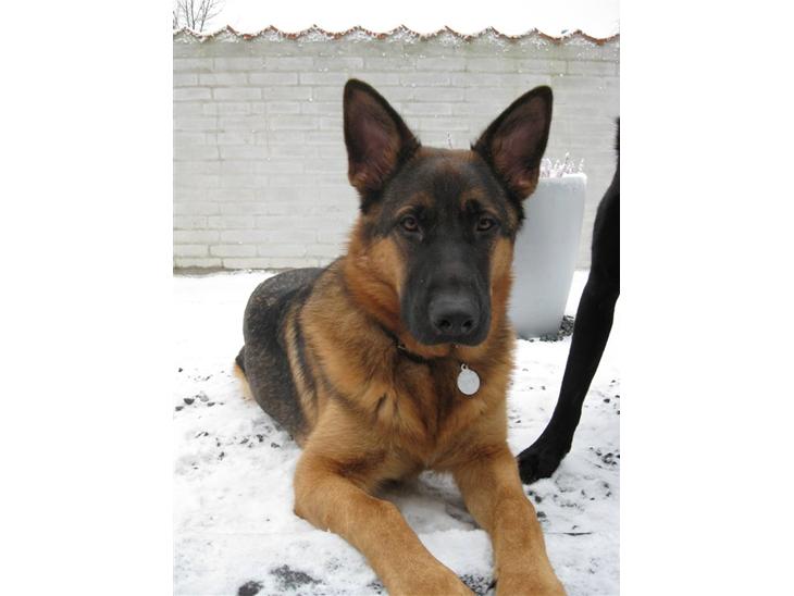 {{currentPhoto.altText}} billede {{currentPhoto.number}}