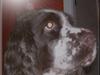 Engelsk springer spaniel bonnie
