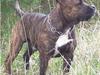 Amerikansk staffordshire terrier Buggi [ Himmelhund]