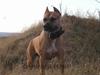 Amerikansk staffordshire terrier Sille - Hvil i fred - [ Himmelhund]