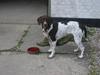 Gammel dansk hønsehund Sika