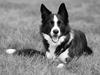 Border collie Indiana Jones "Indi" - RIP