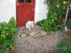 Blanding af racer perle {R.I.P min <3 :'(} [ Himmelhund]