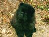 Chow chow Balder/ Incipit Que Feliz