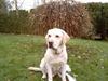 Labrador retriever Meeko