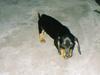 Gravhund Bimmer