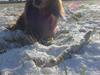 Gravhund Lasse