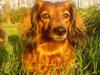 Gravhund Matilde