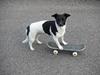 Blanding af racer Kira [ Himmelhund]