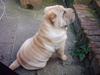 Shar pei China House Best Boy Beau