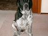 Blanding af racer Balder [ Himmelhund]