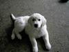Golden retriever Walter