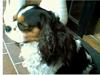 Cavalier king charles spaniel Oliver