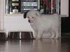 Chinese crested powder puff Gizmo