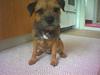 Border terrier Molly