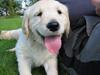 Golden retriever Mille