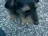 Gravhund Tjavs R.I.P