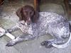 Gammel dansk hønsehund Ronja [ Himmelhund]