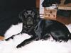 Labrador retriever Mickey