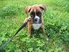 Boxer Bonja