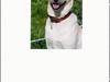 Labrador retriever Lady