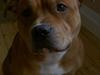 Staffordshire bull terrier ! CH.Cocio--