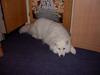 Samojedhund Snuggi !