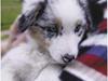 Australian shepherd Katinka