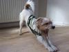 Parson russell terrier Rico (mors hund)