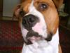 Amerikansk staffordshire terrier Armani A.K.A. "Sheriffen"