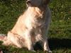 Golden retriever Fair Lady Laura - Bella †