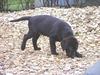 Labrador retriever Hannibal