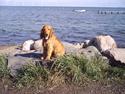 Cocker spaniel Silke