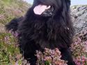 Newfoundlænder Tasha *R.I.P*