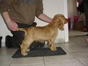 Cocker spaniel Kenzo